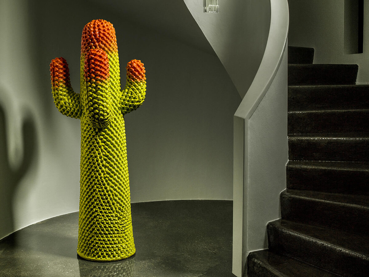 Cactus Appendiabiti